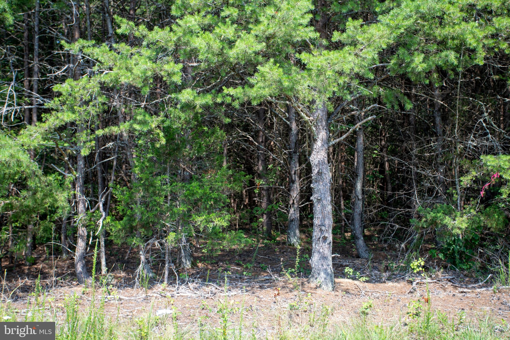 Tbd Springfield Road, Unit 1 Meherrin, VA 23954 - Photo 16 of 19 a backyard of a house with lots of green space