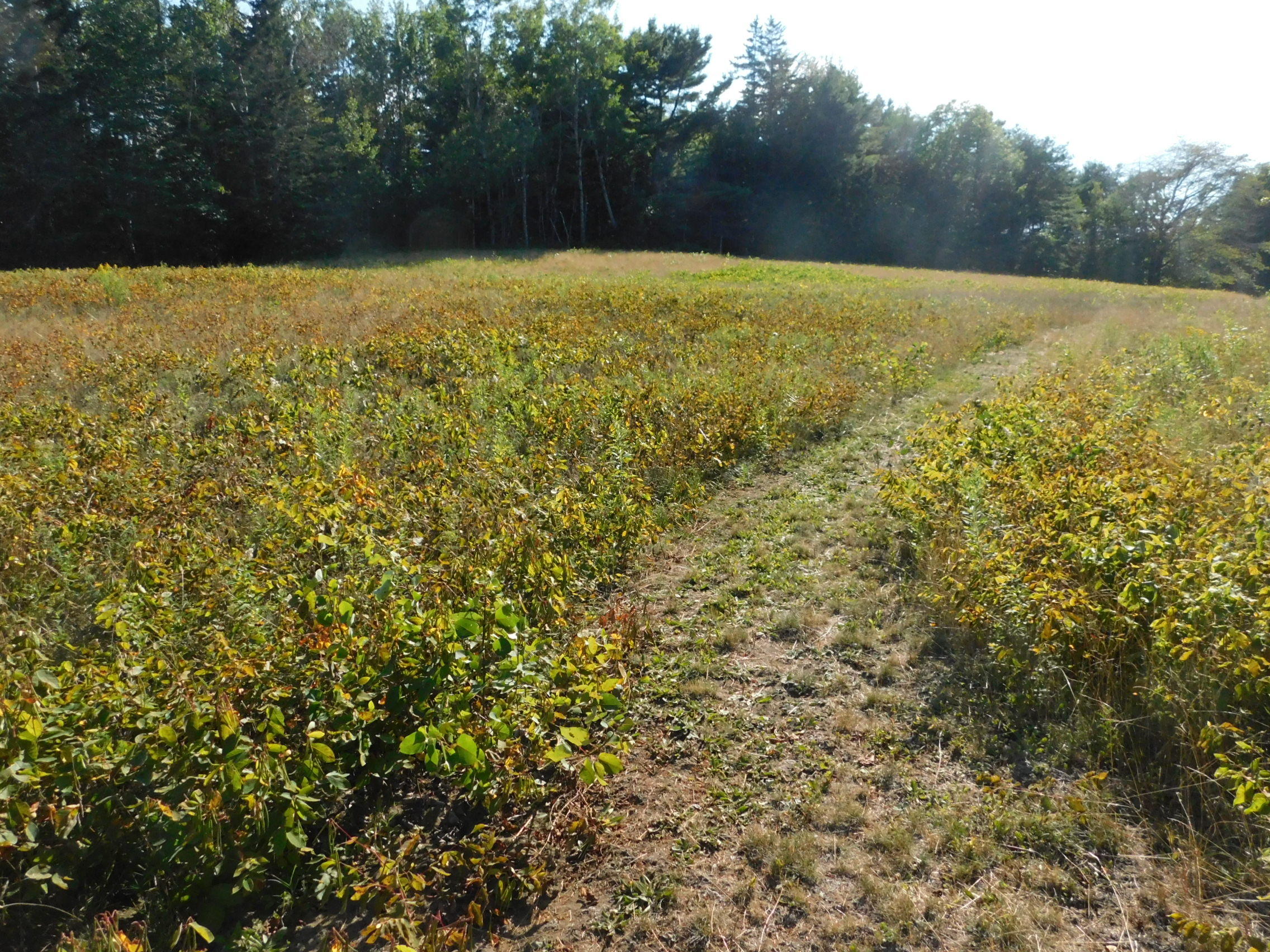 163 Tunk Lake Road Sullivan, ME 04664 - Photo 10 of 21 026