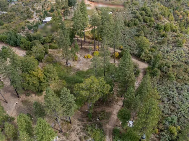 a view of a forest that has a tree