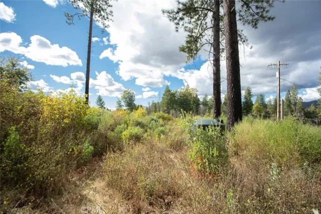 a view of a yard with plants and a tree