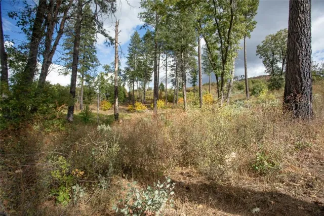 a view of a yard with plants and trees