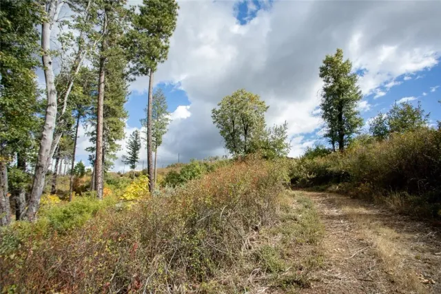a view of a forest with trees