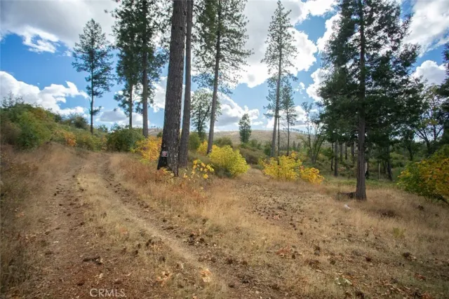 a view of a forest with trees in the background