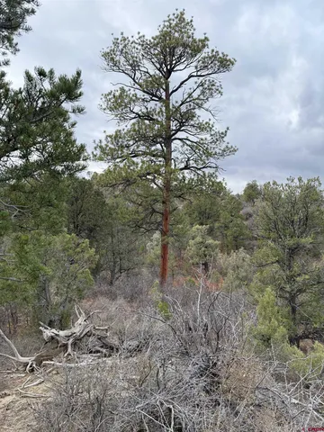 a big yard with lots of green space
