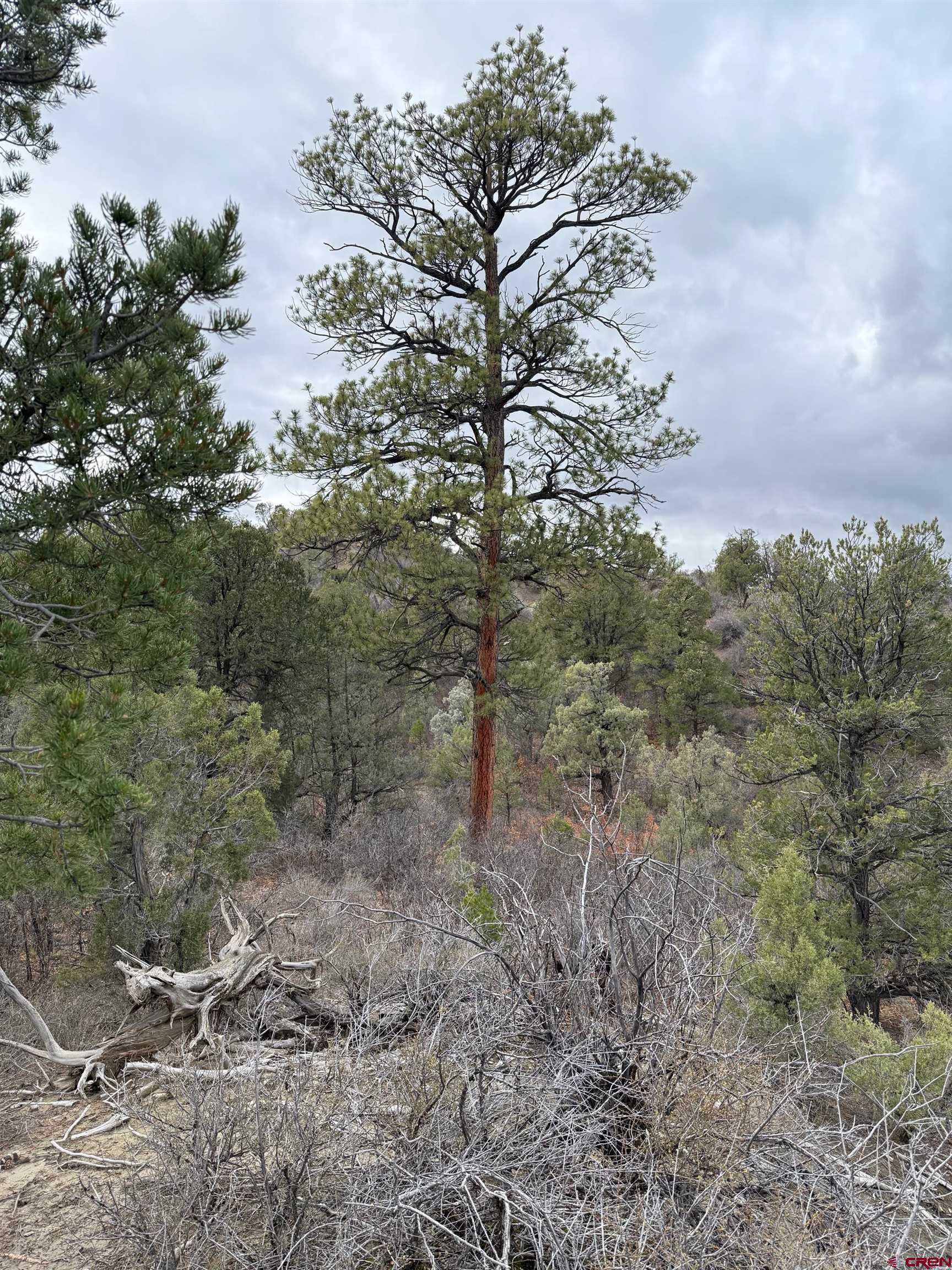 a big yard with lots of green space