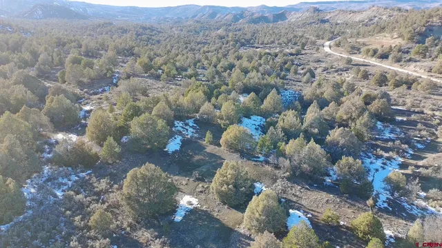 a view of a bunch of trees