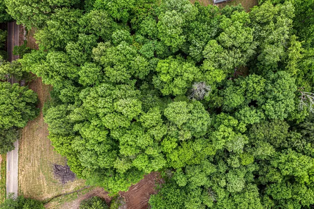 a view of a lush green forest with lots of trees