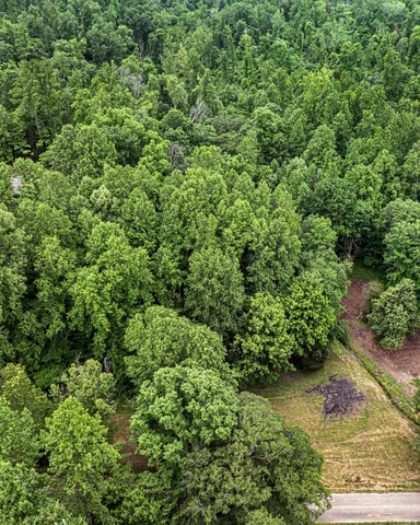 a view of a garden with a tree