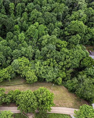 a view of a lush green forest
