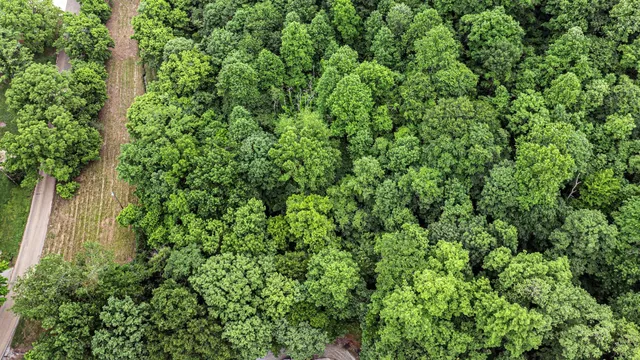 an aerial view of a house with a plant