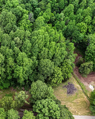 a view of a garden with a tree