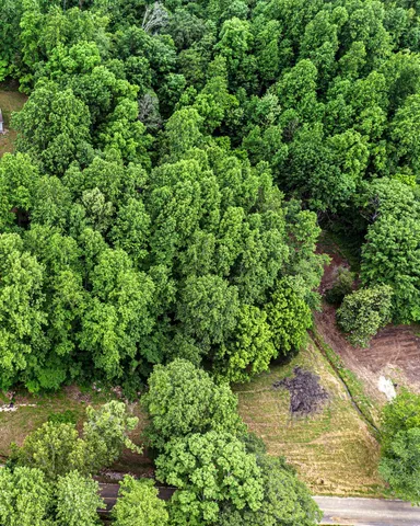 a view of a garden with a tree