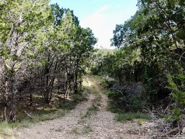 a view of a forest with trees in the background