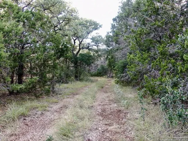 a view of yard covered with trees