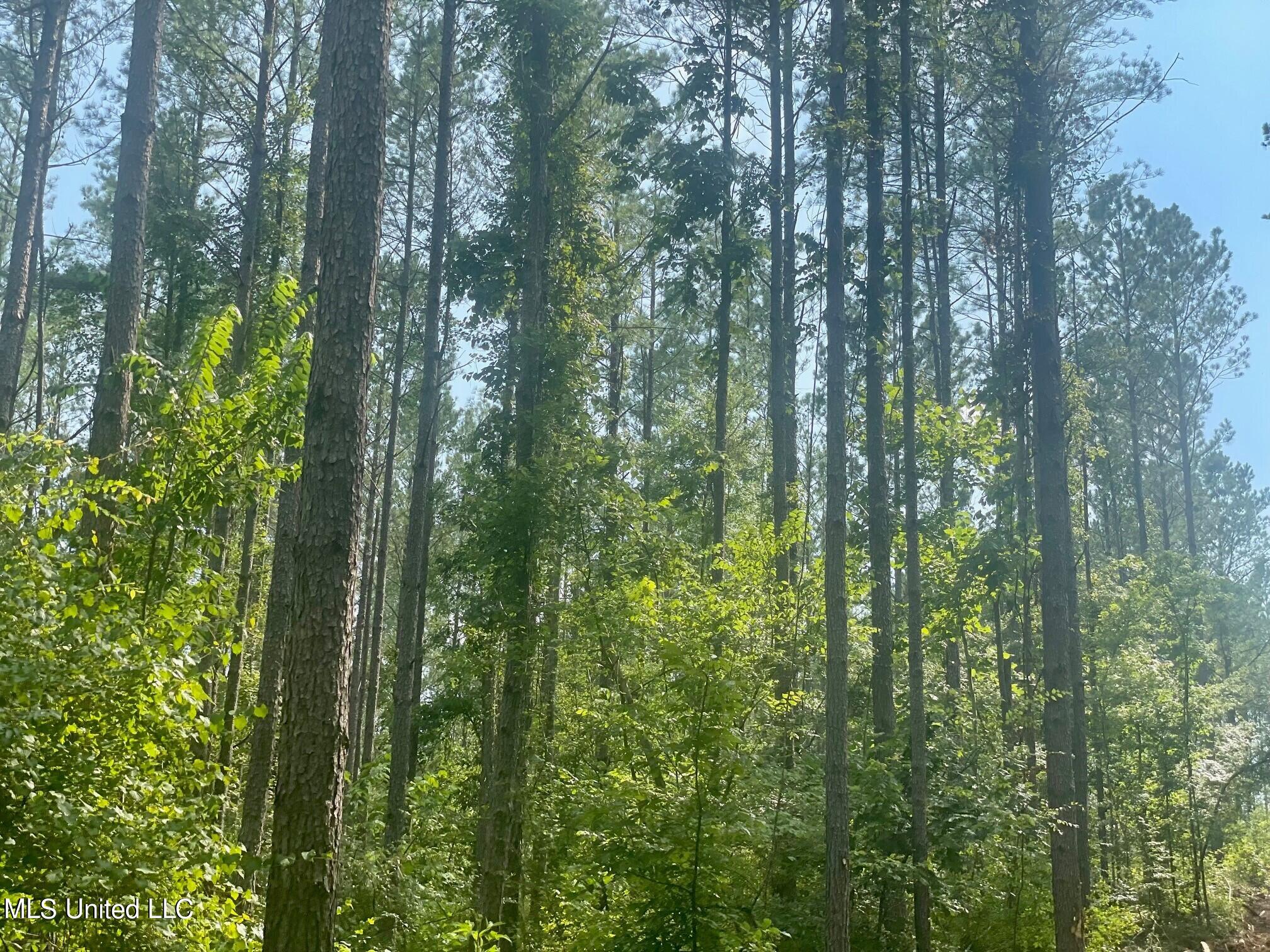 Tbd Green Door Road Eupora, MS 39744 - Photo 3 of 12 5
