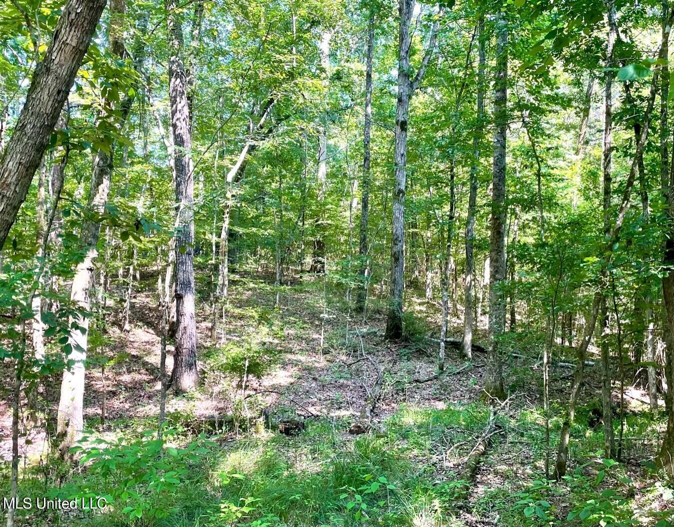 Tbd Green Door Road Eupora, MS 39744 - Photo 4 of 12 1
