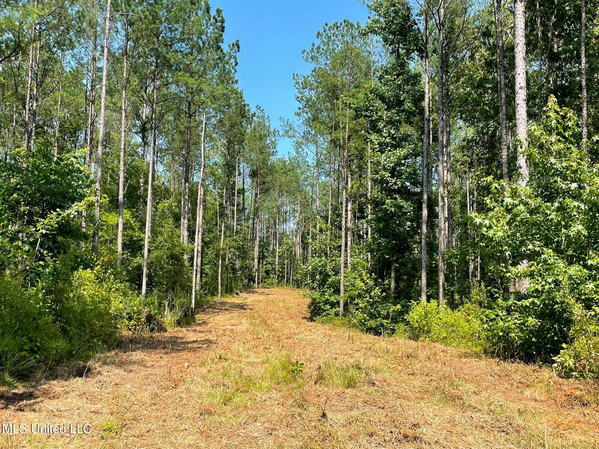 Tbd Green Door Road Eupora, MS 39744 - Photo 5 of 12 3