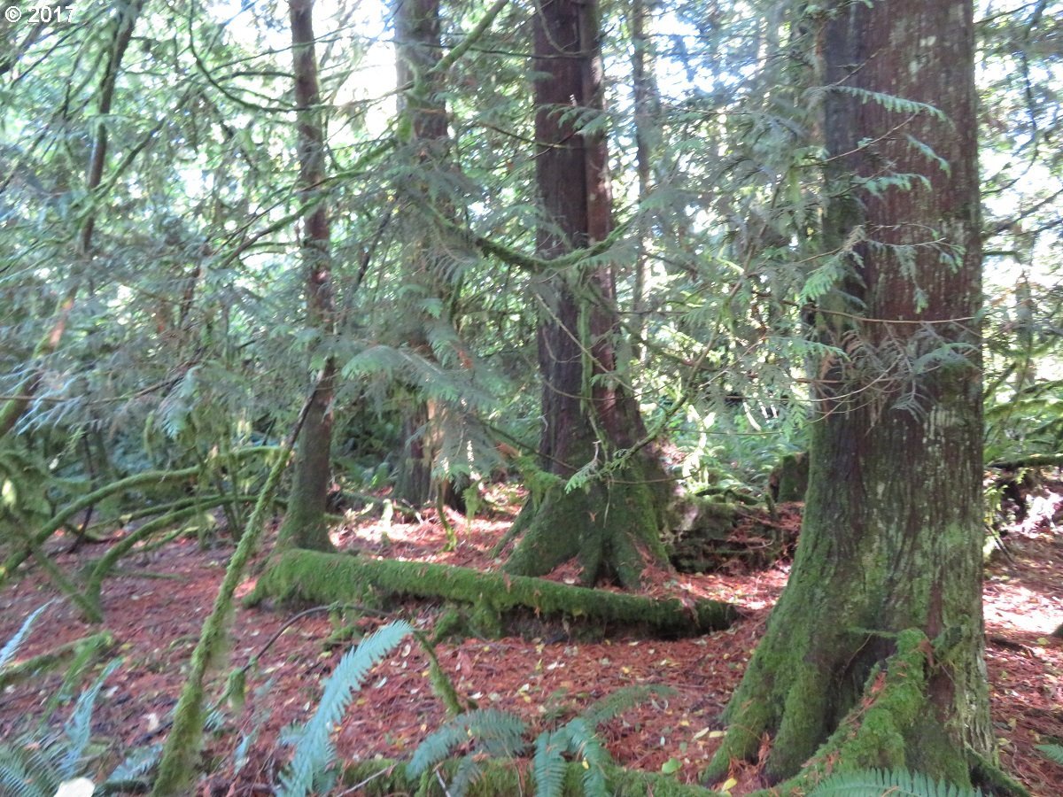 Klein Road Napavine, WA 98532 - Photo 2 of 23