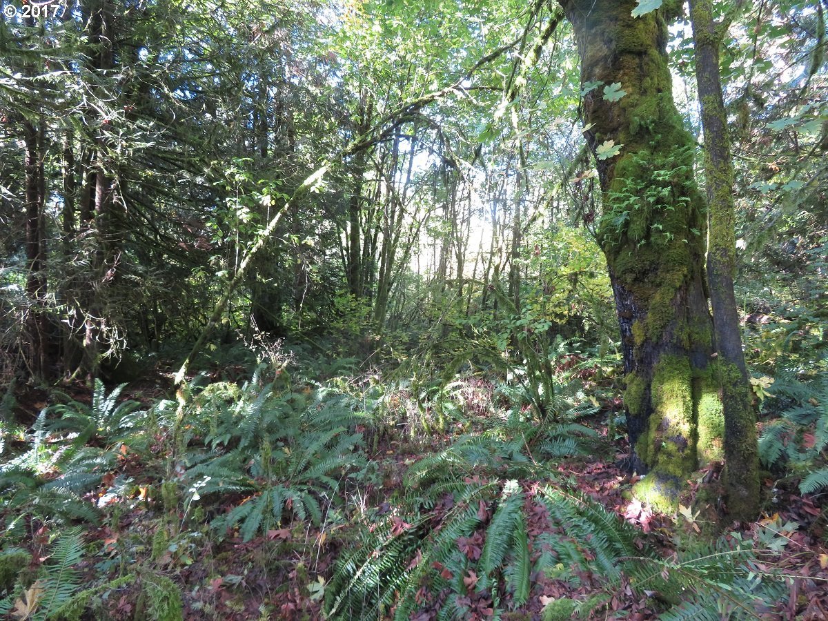 Klein Road Napavine, WA 98532 - Photo 11 of 23