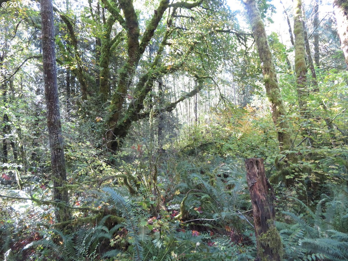 Klein Road Napavine, WA 98532 - Photo 12 of 23