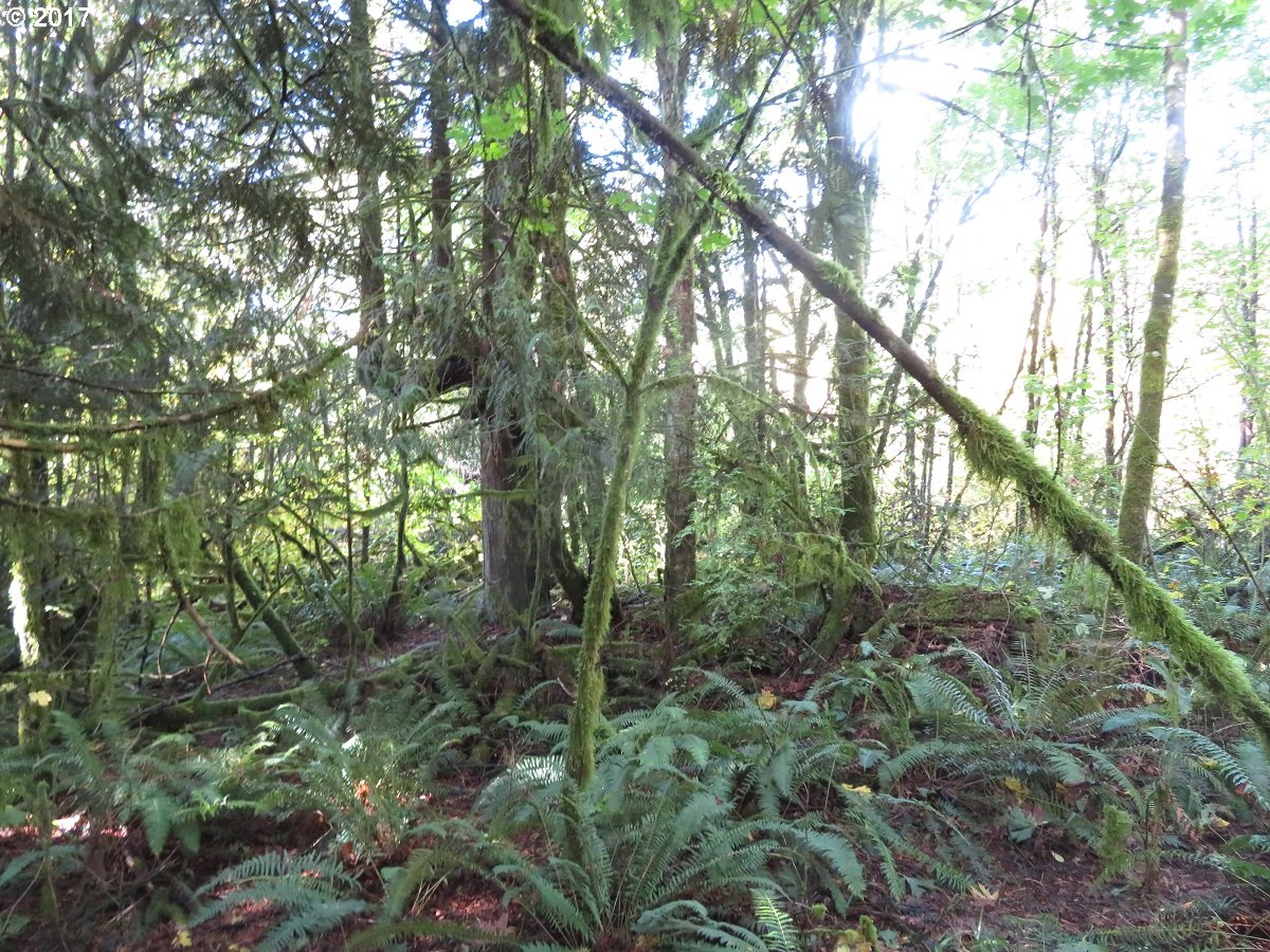 Klein Road Napavine, WA 98532 - Photo 13 of 23