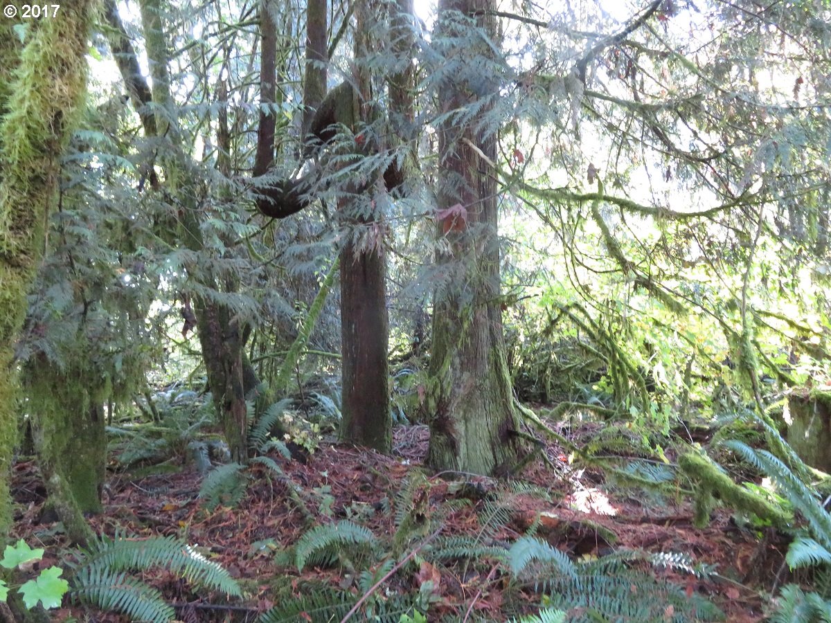 Klein Road Napavine, WA 98532 - Photo 14 of 23