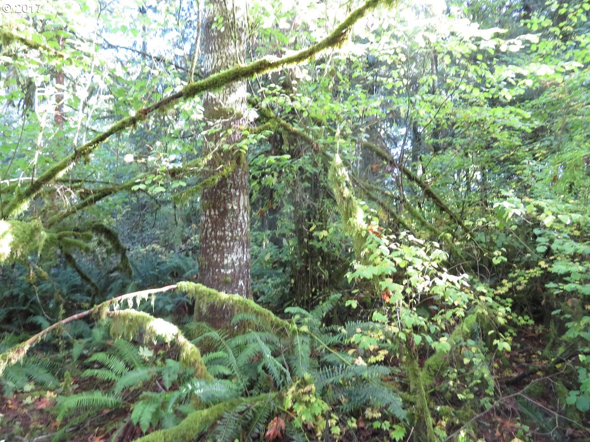 Klein Road Napavine, WA 98532 - Photo 15 of 23