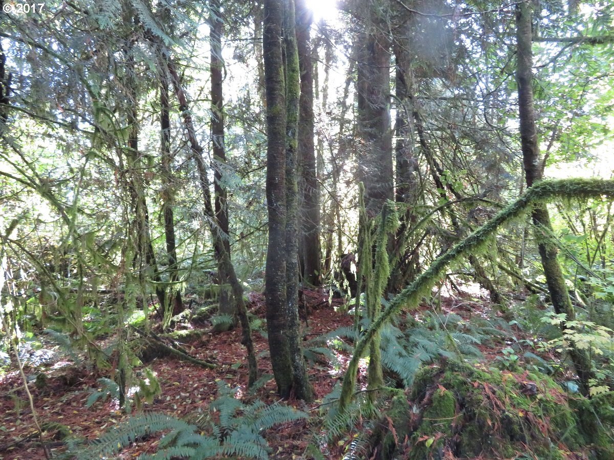 Klein Road Napavine, WA 98532 - Photo 16 of 23