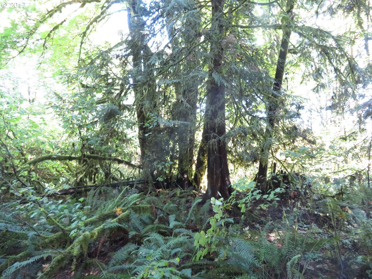 Klein Road Napavine, WA 98532 - Photo 17 of 23