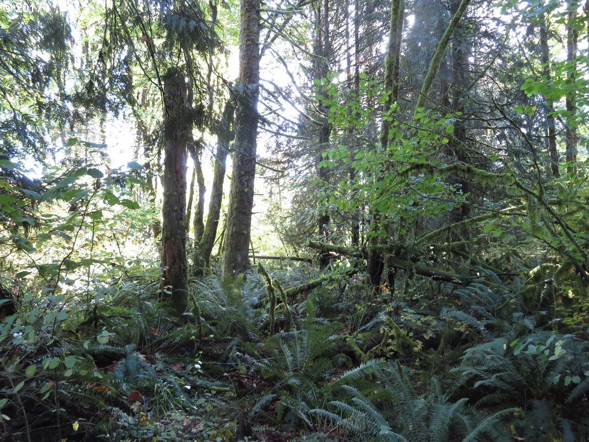 Klein Road Napavine, WA 98532 - Photo 18 of 23