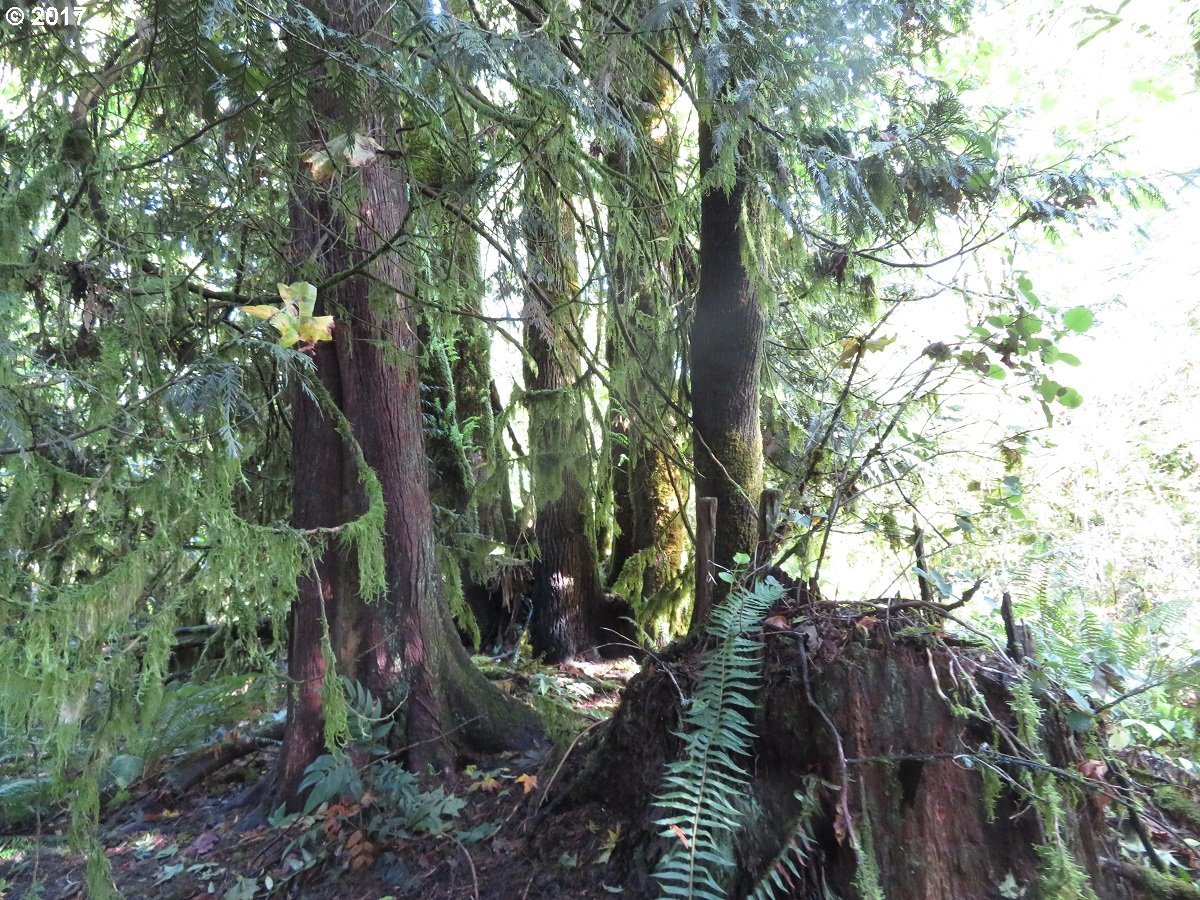 Klein Road Napavine, WA 98532 - Photo 19 of 23