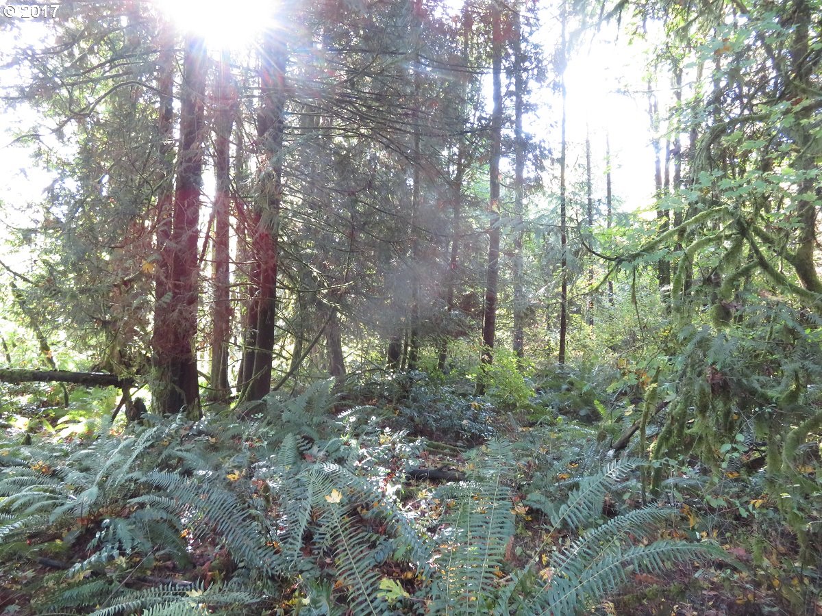Klein Road Napavine, WA 98532 - Photo 20 of 23