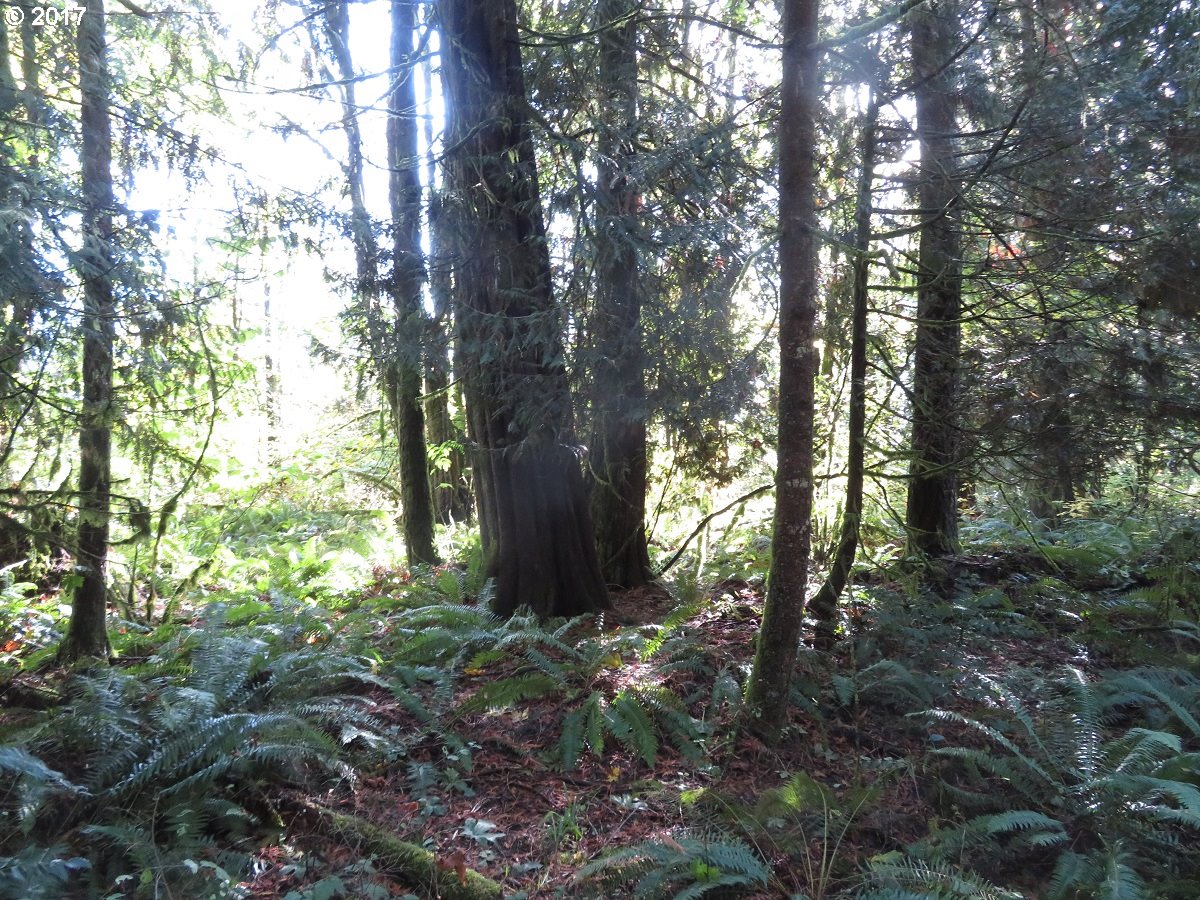 Klein Road Napavine, WA 98532 - Photo 22 of 23