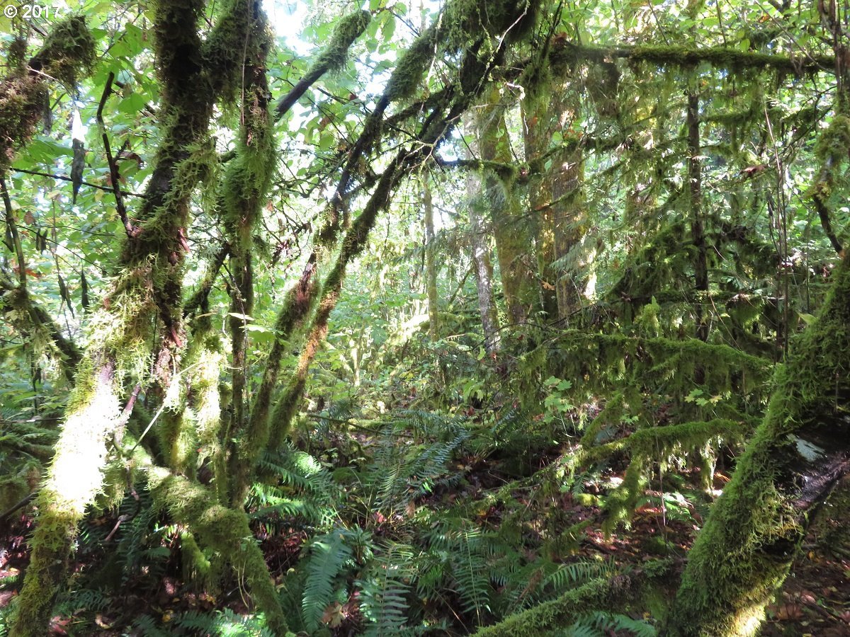 Klein Road Napavine, WA 98532 - Photo 23 of 23