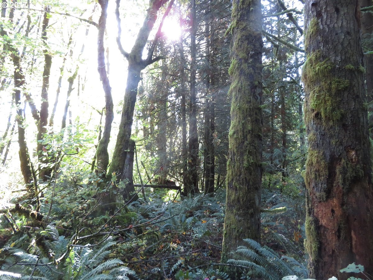 Klein Road Napavine, WA 98532 - Photo 4 of 23