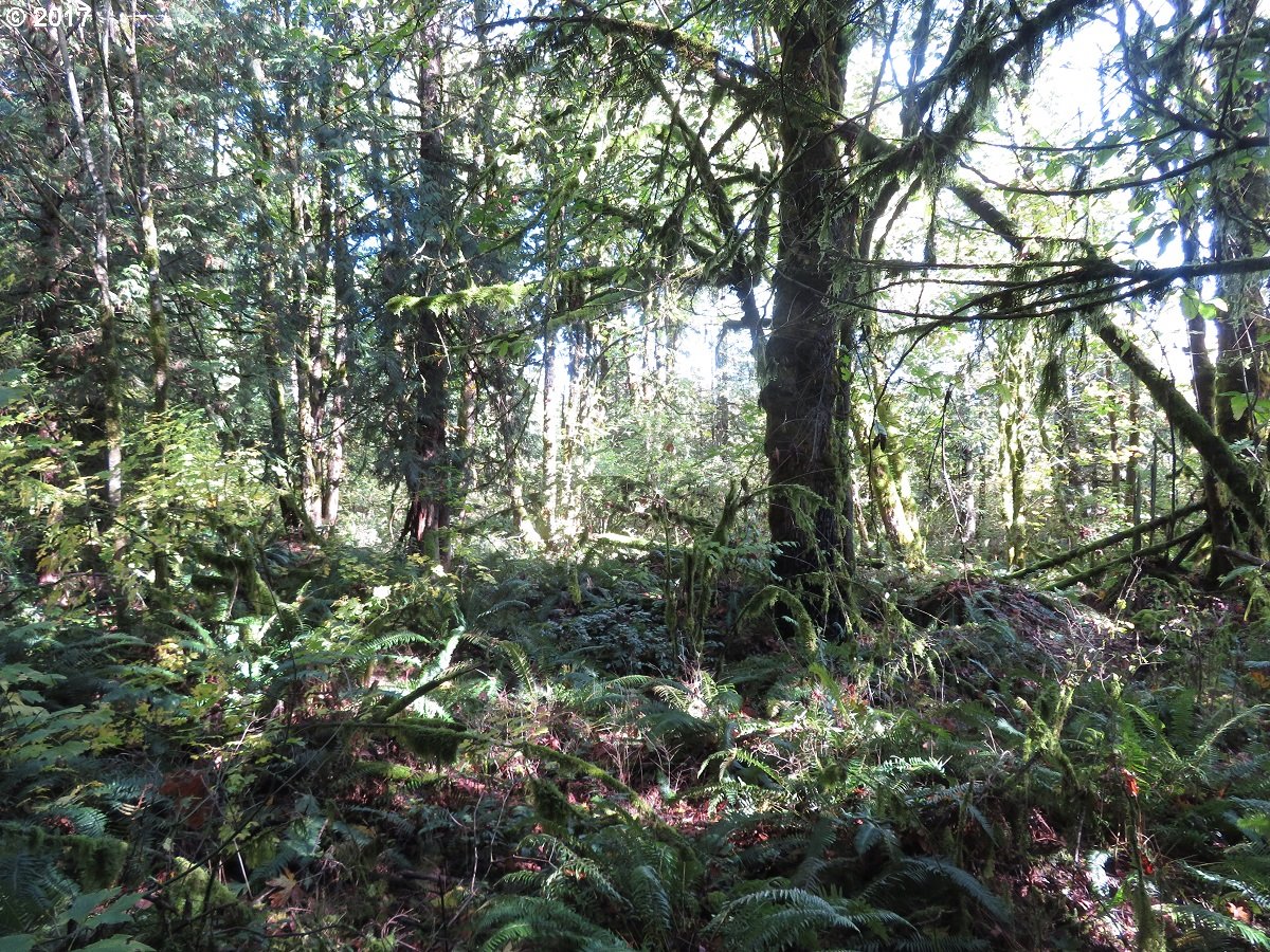 Klein Road Napavine, WA 98532 - Photo 6 of 23