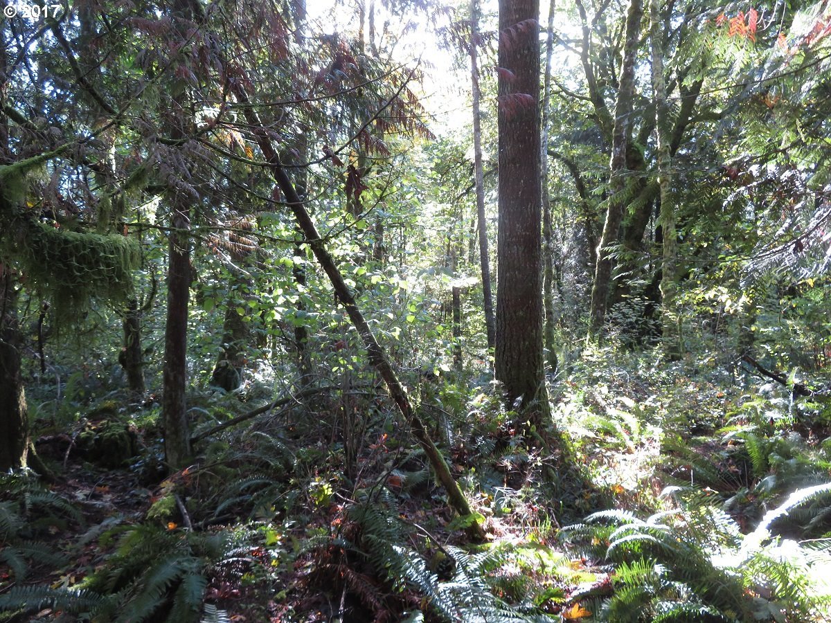 Klein Road Napavine, WA 98532 - Photo 8 of 23