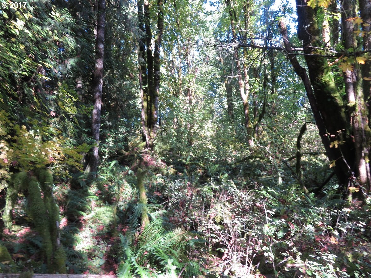 Klein Road Napavine, WA 98532 - Photo 10 of 23