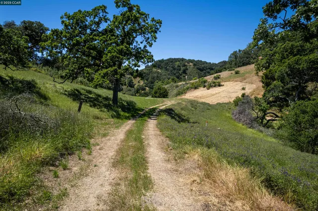 a view of a forest with a tree