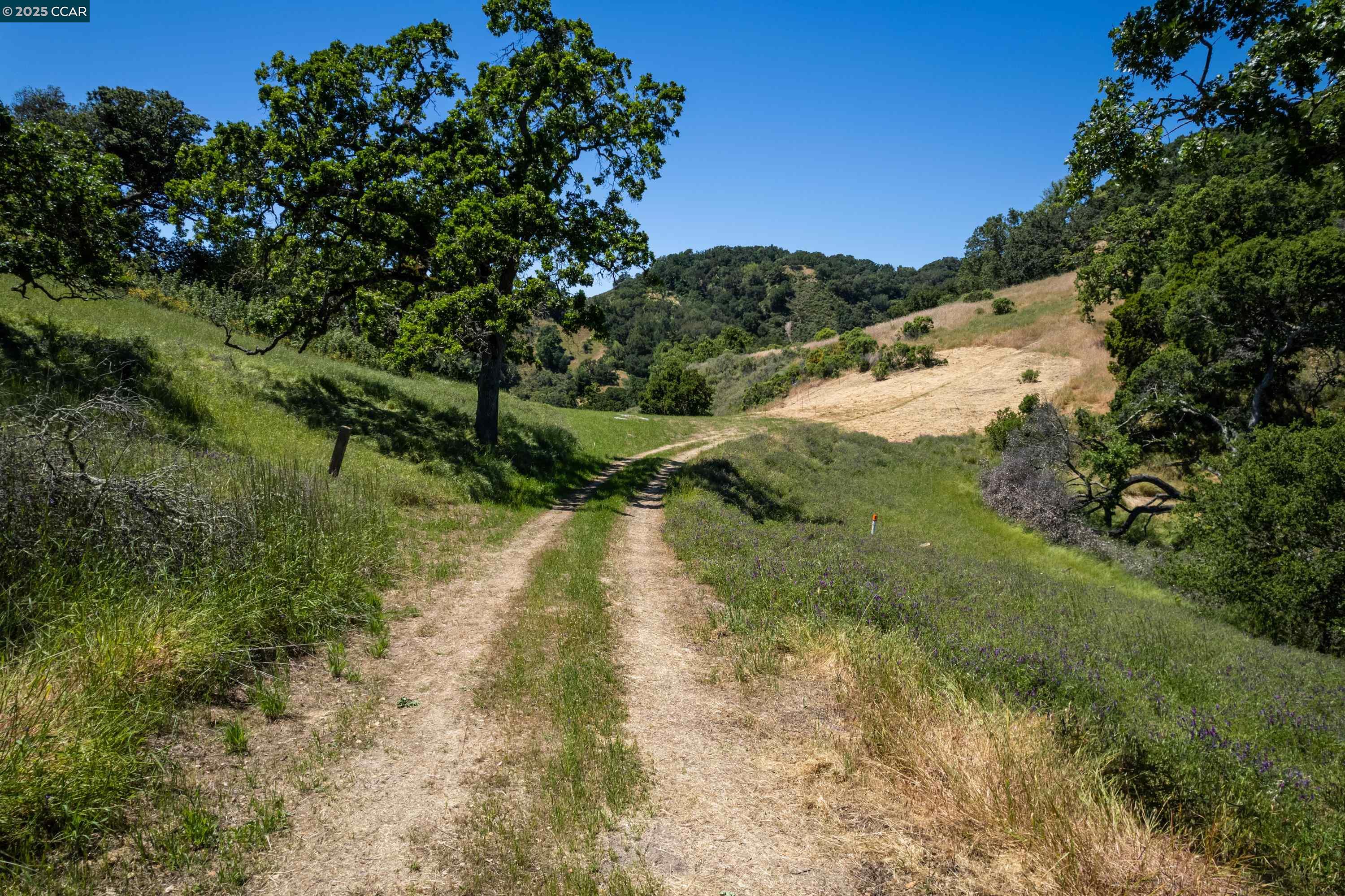 0 Monticello Road Lafayette, CA 94549 - Photo 17 of 33 a view of a forest with a tree