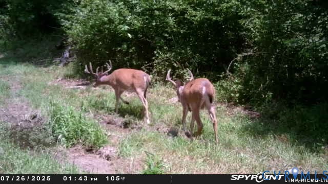 0 Courthouse Road Louisa, VA 23093 - Photo 20 of 33