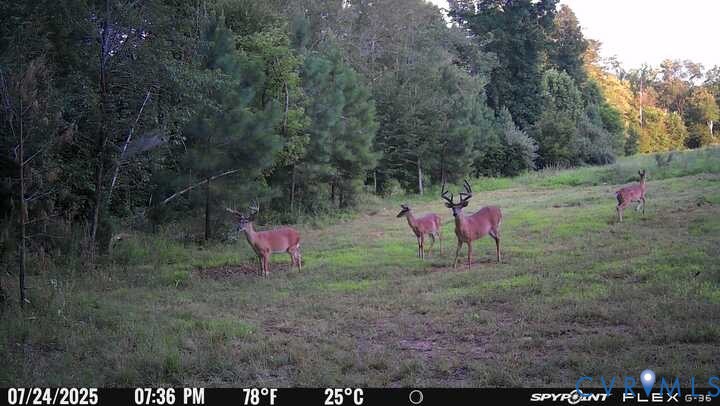 0 Courthouse Road Louisa, VA 23093 - Photo 21 of 33
