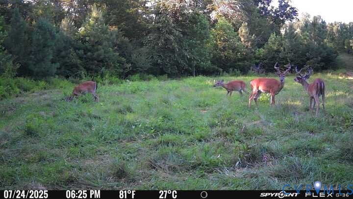0 Courthouse Road Louisa, VA 23093 - Photo 22 of 33