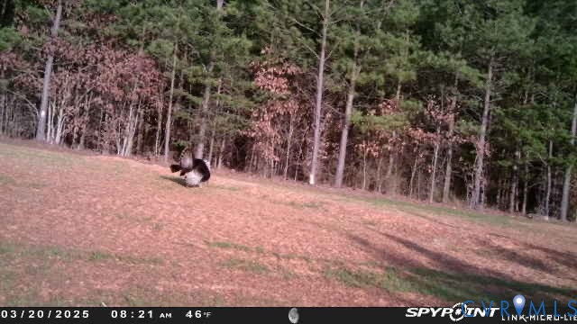 0 Courthouse Road Louisa, VA 23093 - Photo 29 of 33