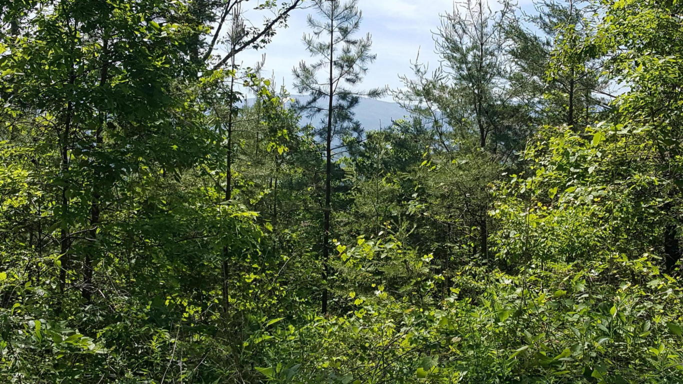 Lot 25 Tower Road Tallassee, TN 37878 - Photo 3 of 4 Wooded