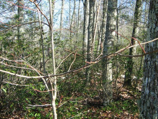 Lot 29 Sonshine Ridge Road Cosby, TN 37722 - Photo 3 of 21 Additional Photo