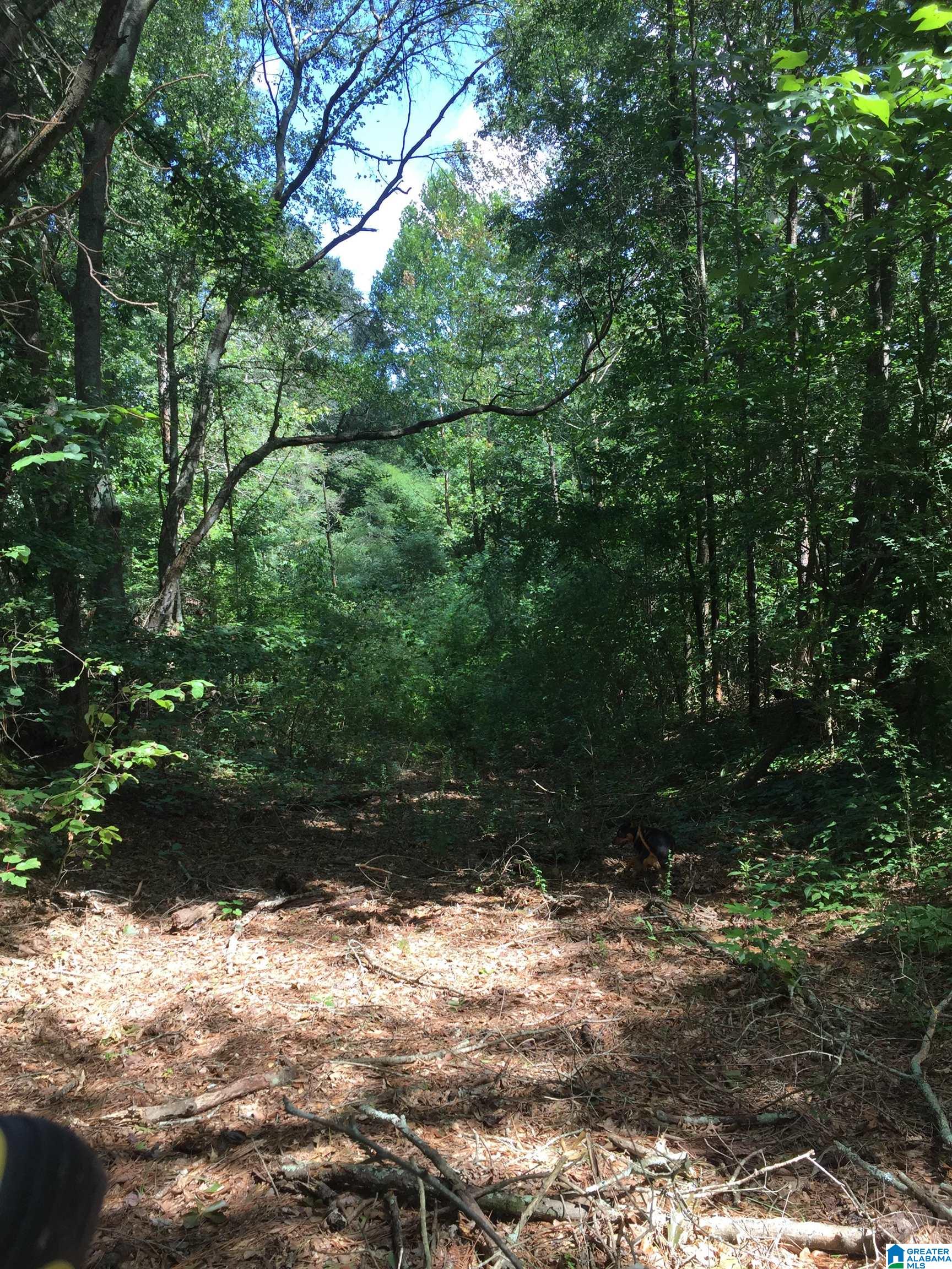 3939 Susan Moore Road Altoona, AL 35952 - Photo 5 of 12