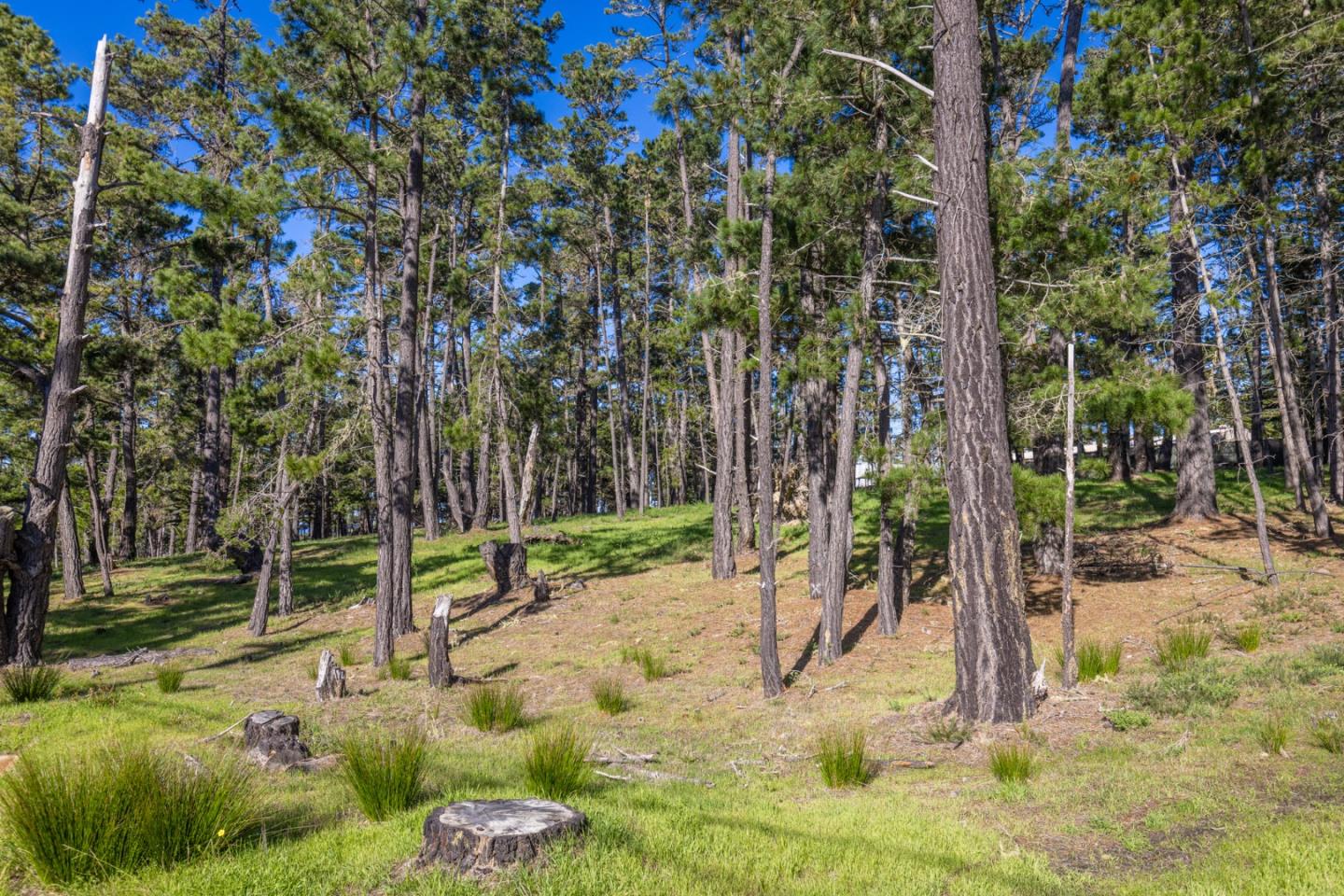 1401 Viscaino Road Pebble Beach, CA 93953 - Photo 10 of 12