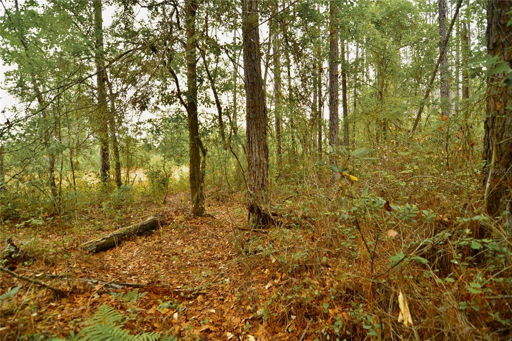 Sweet Gum Road Glen St. Mary, FL 32040 - Photo 23 of 44