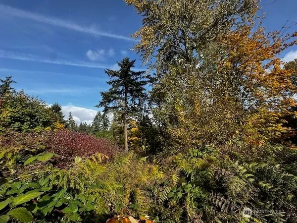 a view of a plant in a garden